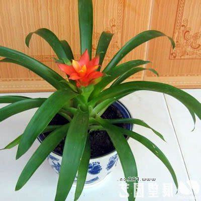 紅運當頭 植物